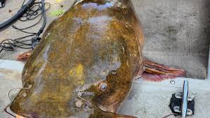 Image result for The Lancaster Fish