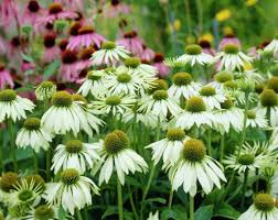 Image result for Echinacea Lustre hybrids