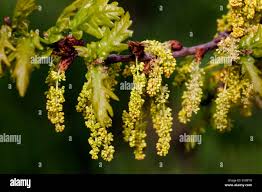 Attēlu rezultāti vaicājumam “Quercus robur female flower”