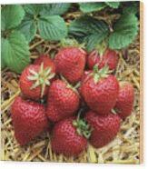 Attēlu rezultāti vaicājumam “Fragaria x ananassa”