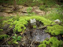 Attēlu rezultāti vaicājumam “Pohlia wahlenbergii sporophyte”