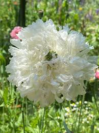Image result for Papaver somniferum White Cloud