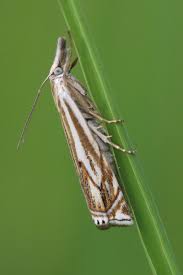 Attēlu rezultāti vaicājumam “Crambus lathoniellus”
