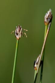 Attēlu rezultāti vaicājumam “Eleocharis quinqueflora”