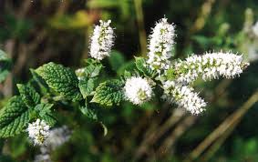 Attēlu rezultāti vaicājumam “Mentha spicata flower”
