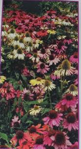Image result for Echinacea Lustre hybrids