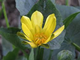 Attēlu rezultāti vaicājumam “Ficaria verna flower”