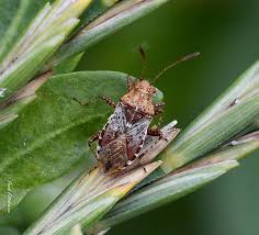Attēlu rezultāti vaicājumam “Dryophilocoris flavoquadrimaculatus imago”