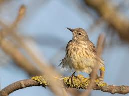 Attēlu rezultāti vaicājumam “Anthus petrosus adult”
