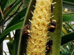 Attēlu rezultāti vaicājumam “Aegialia arenaria”