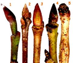 Attēlu rezultāti vaicājumam “Gleditsia triacanthos bud”