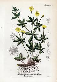 Image result for Potentilla tormentilla