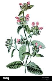 Attēlu rezultāti vaicājumam “Clinopodium vulgare”