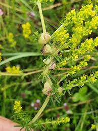 Attēlu rezultāti vaicājumam “Geocrypta galii”