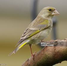 Attēlu rezultāti vaicājumam “Chloris chloris female”