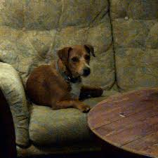 Image result for Combe Martin Bowling Club