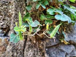Attēlu rezultāti vaicājumam “Oxalis corniculata fruit”