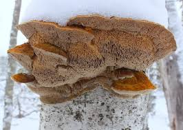 Attēlu rezultāti vaicājumam “Inonotus rheades”