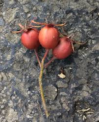 Attēlu rezultāti vaicājumam “Crataegus persimilis fruit”