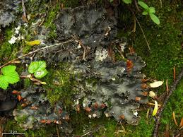 Attēlu rezultāti vaicājumam “Peltigera polydactylon”