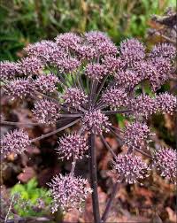 Image result for Angelica silvestris