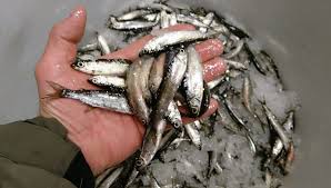 Image result for Coregonus albula