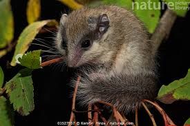Attēlu rezultāti vaicājumam “Diderma rufostriatum young”