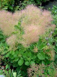 Attēlu rezultāti vaicājumam “Cotinus coggygria”