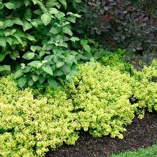 Attēlu rezultāti vaicājumam “Berberis”