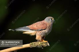 Attēlu rezultāti vaicājumam “Falco tinnunculus adult”