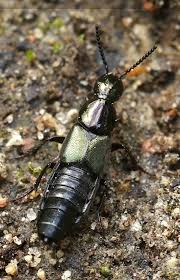 Attēlu rezultāti vaicājumam “Staphylinidae”