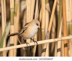 Attēlu rezultāti vaicājumam “Panurus biarmicus male”