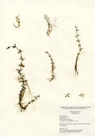 Attēlu rezultāti vaicājumam “Galium palustre”