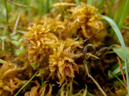 Attēlu rezultāti vaicājumam “Sphagnum balticum”