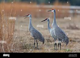 Image result for Grus canadensis