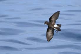 Image result for Oceanites oceanicus