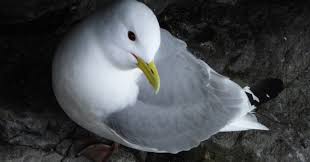 Attēlu rezultāti vaicājumam “Rissa tridactyla”