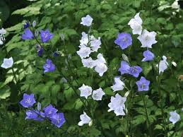 Image result for Campanula persicifolia