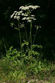 Image result for Heracleum sphondylium