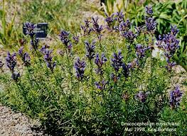 Attēlu rezultāti vaicājumam “Dracocephalum ruyschiana”