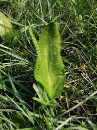 Attēlu rezultāti vaicājumam “Ophioglossum vulgatum”