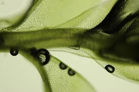 Attēlu rezultāti vaicājumam “Bryum neodamense macro”