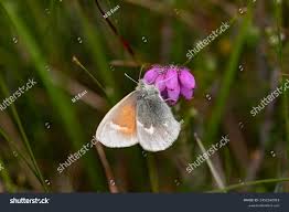 Attēlu rezultāti vaicājumam “Coenonympha tullia underside”