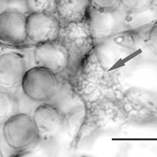 Attēlu rezultāti vaicājumam “Amaurochaete sp.”