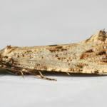 Attēlu rezultāti vaicājumam “Morophaga choragella”