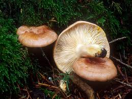 Attēlu rezultāti vaicājumam “Lactarius”