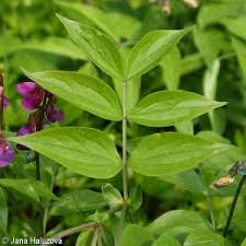 Attēlu rezultāti vaicājumam “Lathyrus vernus leaf”