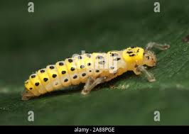 Attēlu rezultāti vaicājumam “Halyzia sedecimguttata”