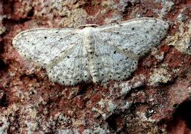 Attēlu rezultāti vaicājumam “Idaea sylvestraria”