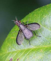 Attēlu rezultāti vaicājumam “Coremacera marginata”